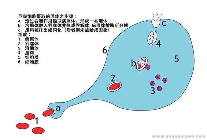 图三